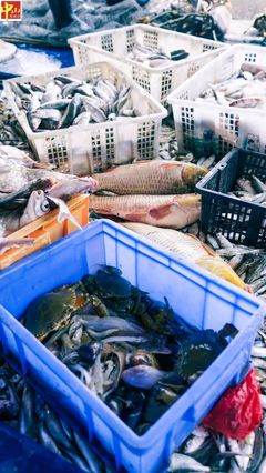 中山海鮮季豐收 一網(wǎng)捕獲200多斤魚的驚喜